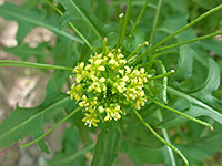 Sisymbrium irio