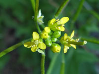 Tiny yellow flowers