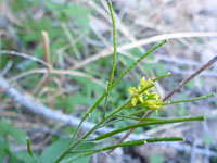 Flowers and fruit