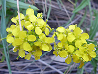 Sisymbrium loeselii