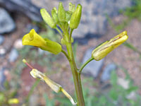 Sisymbrium orientale