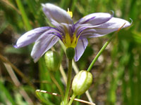 Stiff Blue-eyed Grass