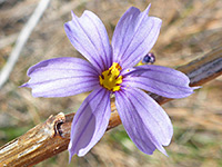 Pale purple flower