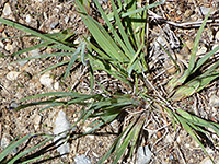 Basal leaves