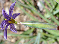 Nevada Blue-Eyed Grass