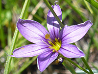 Common blue-eyed grass