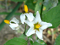 Three flowers, Three white flowers of solanum douglasii, in Tubb Canyon, Anza Borrego Desert State Park, California