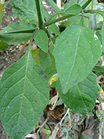 Ovate leaves, Ovate leaves of solanum douglasii; in Tubb Canyon, Anza Borrego Desert State Park, California