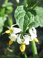 Flowers and leaf, White flowers and a green leaf; solanum douglasii in Tubb Canyon, Anza Borrego Desert State Park, California