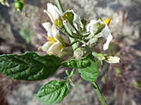 Pedicels, Pedicels of solanum douglasii; in Tubb Canyon, Anza Borrego Desert State Park, California