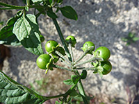Green fruit, Green fruit of solanum douglasii, in Tubb Canyon, Anza Borrego Desert State Park, California