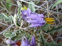 Solanum elaeagnifolium