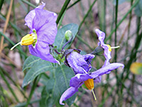 Two flowers, Two purple flowers of solanum parishii, in Tubb Canyon, Anza Borrego Desert State Park, California