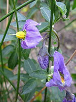 Flowers and stems, Flowers and stems of solanum parishii, in Tubb Canyon, Anza Borrego Desert State Park, California