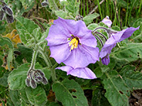 Solanum xanti