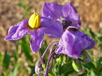 Purple nightshade