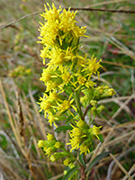 Solidago californica