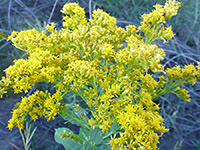 Solidago gigantea