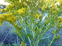 Branched flower cluster