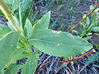 Giant Goldenrod