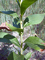 Leaves and stem