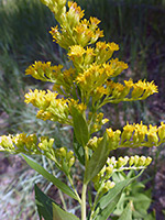 Elongated inflorescence