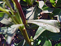 Stem and leaves