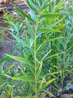 Narrow, alternate leaves