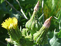 Prickly Cow Thistle