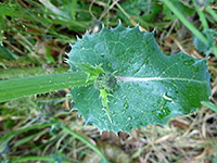 Clasping leaf