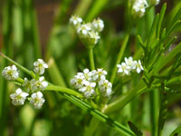 Spermolepis lateriflora