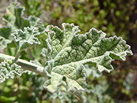 Leaf, Leaf with star-shaped hair clusters; sphaeralcea ambigua in Tubb Canyon, Anza Borrego Desert State Park, California