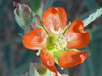 Five red petals