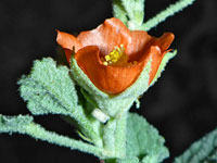 Cup-shaped flower