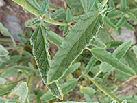 Copper Globemallow