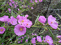 Pink flowers