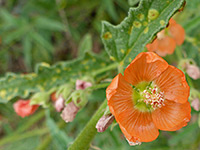 Orange flower