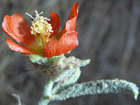 Leaf and flower