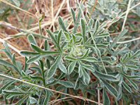 Hairy leaves