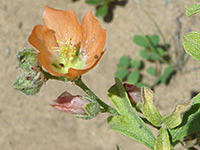 Scarlet Globemallow