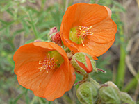 Dark orange petals