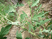 Fendler's Globemallow