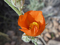 Sphaeralcea grossulariifolia