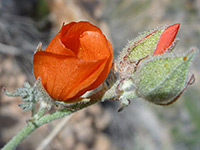 Flower and buds