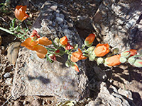 Flowering stem