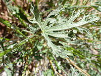 Petiolate leaf