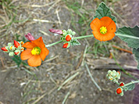 Munro's Globemallow