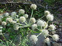 Flower clusters