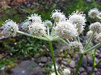 Compound umbels