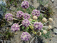 Withered flowers